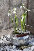 Galanthus nivalis planted in old kettle