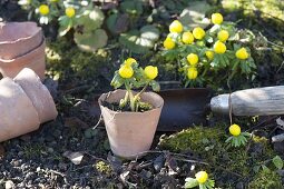 Dig out Eranthis hyemalis and place in terracotta pots