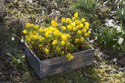 Eranthis (winter aconite) with moss in wooden box