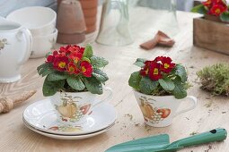 Primula acaulis (primrose) in small cups