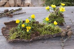 Eranthis (winter aconite) with moss and cones on bark