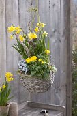 Basket with Narcissus 'Tete a Tete', Ranunculus