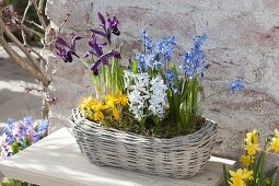 Korbkasten mit Scilla (Blausternchen), Iris reticulata (Netziris)