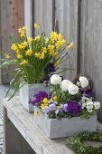 Cement Boxes with Ranunculus, Primula x Juliae hybrids
