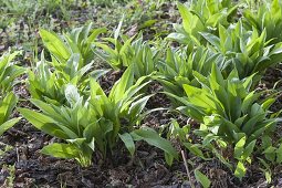 Wild garlic (Allium ursinum) in flower bed