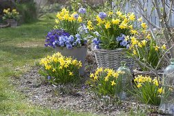 Spring awakening in blue-yellow