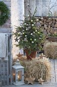 Picea abies as a living Christmas tree on straw bales