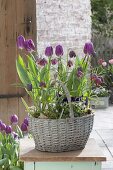 Tulipa 'Purple Prince' and Fritillaria meleagris