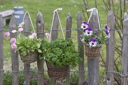 Basket with Viola wittrockianan (pansy), parsley