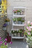 Spring flowers and herbs in zinc pots
