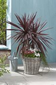 Cordyline australis 'Red Star' (club lily) in basket with Bellis