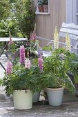 Terrace with lupins in pots