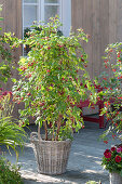 Raspberry 'Sanibelle' (Rubus idaeus) in basket planter