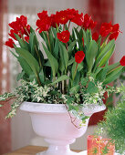 weiße Frühlingsschale mit Tulpen 'Showwinner' und