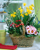 Basket of Bellis (daisies), Narcissus, Primula acaulis
