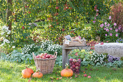 Apple harvest in the garden