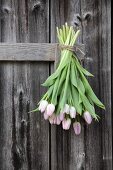 Bunch of tulips on wooden fence