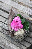 Sickle, scissors, pink hydrangea and parcel string in wire basket