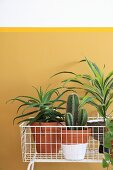 Houseplants in white wire plant stand against yellow wall