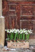 Snowdrops planted in old wooden bottle crate