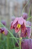 Snake's head fritillary with yellow stamens