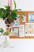 Houseplant in glass pot in pink macramé plant hanger in front of pin board