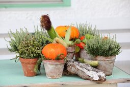 Herbstliches Pflanzenarrangement mit weißem Heidekraut, orangefarbenen Kürbissen, Maiskolben und Baumrinde auf Vintage Holztisch