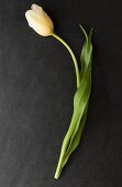 Single white tulip on black surface