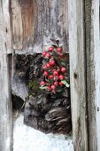 Posy of rose hips in weathered wooden beam on rustic board wall
