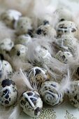 Quail eggs decorated with letters and patterns amongst feathers
