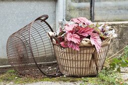 Rex begonias wrapped in hessian arranged in wire basket