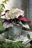 Autumnal bouquet of Rex begonia leaves and hydrangea flowers