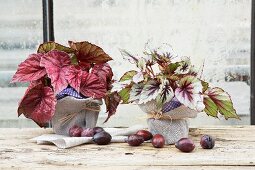 Autumnal arrangement of potted Rex begonias wrapped in napkins on windowsill