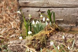 Frühlingsboten: Schneeglöckchen und Märzenbecher mit Moos vor Holzwand