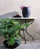 Konsolentisch mit Vase und Geschirr, davor Grünpflanze in schwarzem Gefäß