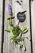 Various bee-friendly herbs with hand-made plant label