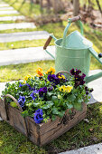 Wooden crate of pansies on garden path
