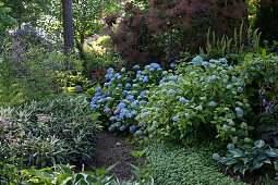 Flowering hydrangeas in garden