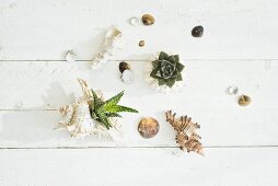 Seashells, some planted with succulents on wooden surface