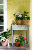 Hydrangeas and geraniums on and next to old wooden table