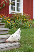 White hen on steps leading to Falu-red wooden house with flowerbed