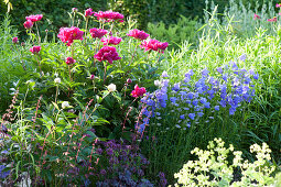 flowering early summer bed with Paeonia lactiflora (peony)