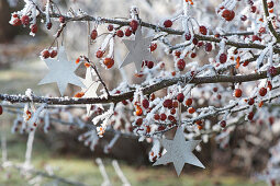 Silver stars on Malus (ornamental apple) tree with fruits
