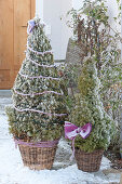 Picea glauca 'Conica' ( Zuckerhutfichten ) als Weihnachtsbaum