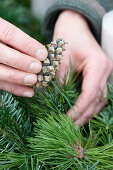 Natural Advent wreath made of fir and pine bind