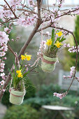 Narcissus 'Tete A Tete' hung on tree in small felt pots