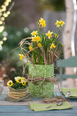 Narcissus 'Tete A Tete' decorated with grass, as a gift
