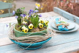 Spring bowl in felt-coat viola cornuta, Hyacinthus