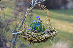 Hanging basket nest made from branches of Cornus stolonifera 'Flaviramea'