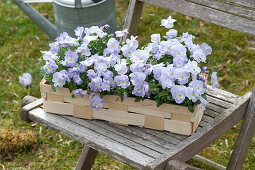 Viola cornuta Rocky 'Lavender Blush' (horn violet) in chip basket